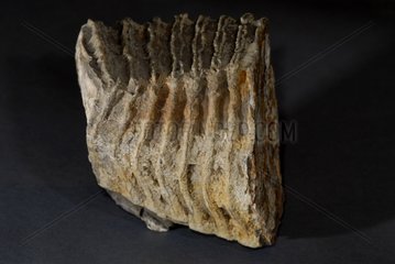 Mammoth molar in Geology house of Sentheim France
