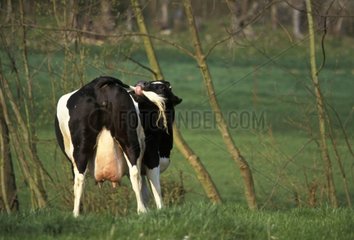 Vache Prim'Holstein se nettoyant la queue Picardie
