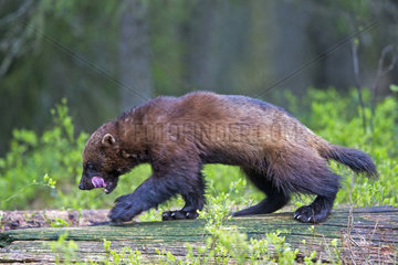 Wolverine walking on a trunk in undergrowth - Finland
