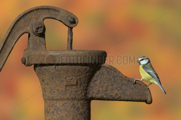 Blue tit perched on an old water pump in autumn - GB