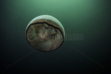 Jelly fish - Pacific Ocean Kamchatka Russia