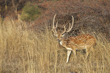 Axis deer in the dry grass - Ranthambore India