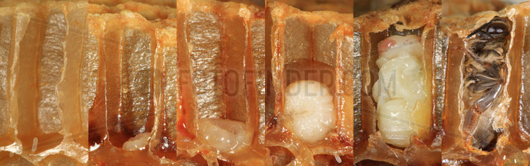 Honey bee (Apis mellifera) - Photomontage showing the stages in the transformation of the egg into the bee in 21 days  through the larva  pupa and young bee phases. The stages are: egg 3 days  larva 8 days and from the closing of the transformation cell of the pupa to the bee 8 days.