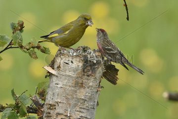 Greenfinch and Redpoll - Varanger Norway