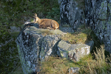 Chamois (Rupicapra rupicapra) Adult ruminating lying on a rock in summer Massif du Honheck  Vosges  France