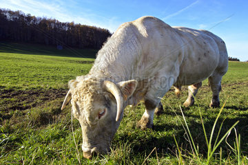Charolais bull grazing in the meadow - Jura France