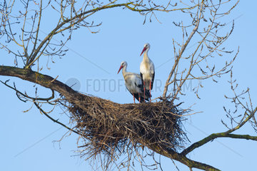 White Storks (Ciconia ciconia) on Nest  Hesse  Germany  Europe
