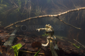 Common toad (Bufo bufo) in its aquatic environment  Lac du Jura  France