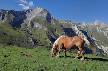 Col du Soulor : horse at the mountain pasture opposite the limestone massif of Gabizos  Pyrenees  France