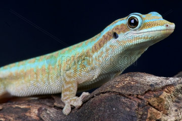 Reunion island day gecko (Phelsuma borbonica)  Reunion island