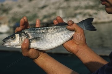 Seabass from a piscicultural farming in the Mediterranean