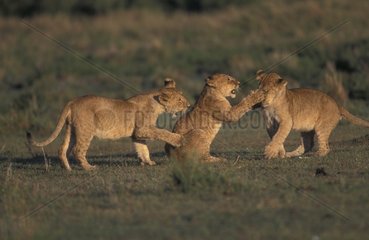 Jeunes lionceaux de 5 mois jouant Masaï Mara Kenya