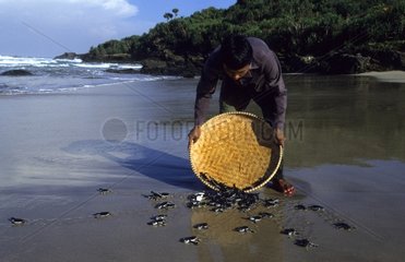 Lâcher de jeunes Tortues vertes sur une plage en Indonésie