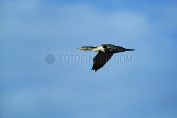 Great Cormorant in flight Western Sahara Morocco