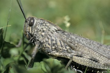Egyptian locust with vertically striated eyes Catalonia