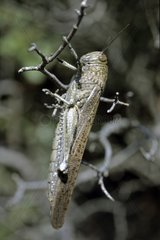 Egyptian locust on a branch Catalonia