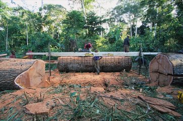 Logging of a moabi in the forest of Eschiembot Cameroun