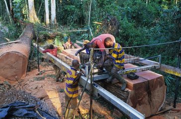 Logging of a moabi in the forest of Eschiembot Cameroun