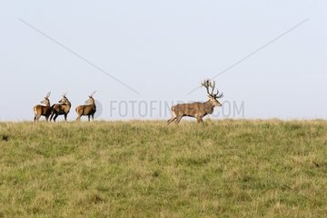 Male Red deer and youngs Dyrhaven park Denmark