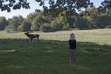 Young girl looking at a Red deer belling Dyrhaven park