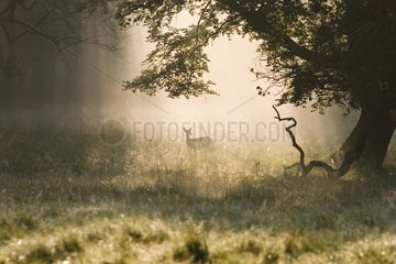 Young hind at daybreak Dyrhaven park Denmark