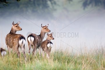 Young hinds at daybreak Dyrhaven park Denmark
