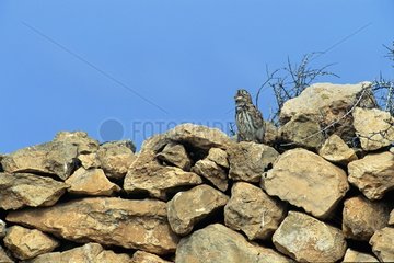 Little owl posed on rocks Massa Wadi Morocco