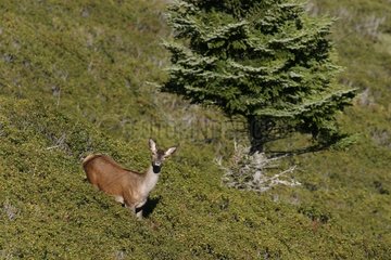 Hind of Stag Elaphe descending a slope in Pyrenees