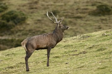 Young Stag Elaphe in pre of Pyrenees