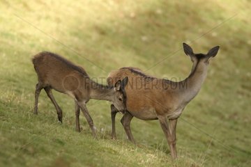 Hind and fawn of Stag Elaphe on a slope in Pyrenees