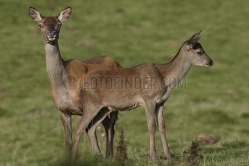 Hind and fawn of Stag Elaphe in pre in Pyrenees