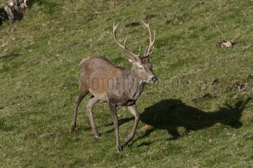 Stag Elaphe trottant in pre in the Pyrenees