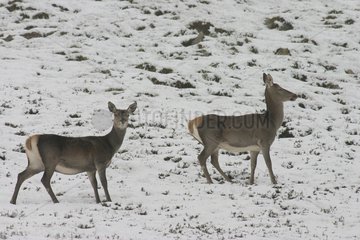 Hinds in snow during the slab Pyrenees