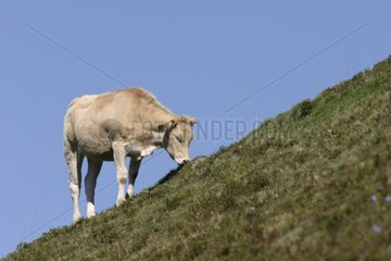 Cow grazing grass of pre in the Pyrenees France