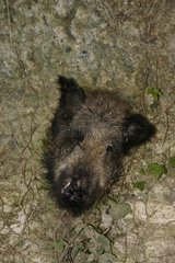 Wild boar head in a cavity of the cave France
