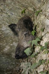 Wild boar head in a cavity of the cave France