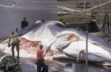 Whale in a factory of cutting-up Iceland