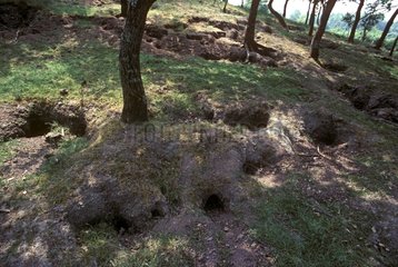 Entries of Wild rabbit burrow France
