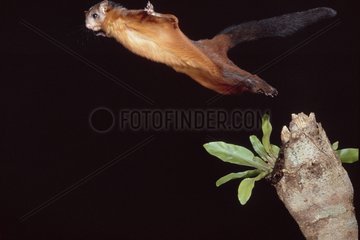 Spotted Giant Flying Squirrel Flying Indonesia