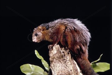Spotted Giant Flying Squirrels on branch Indonesia