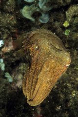Common cuttlefish Mediterranean Sea France