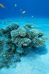 Staghorn Corals colony on sandy bottom Red Sea Egypt