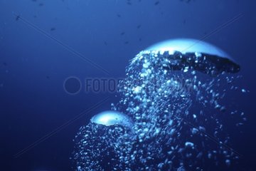 Bubbles going up on the surface at sea