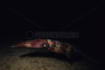 Squid swimming near bottom Red Sea Egypt