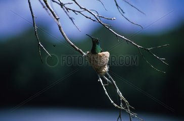 Colibri dans son nid sur une branche Guyanne