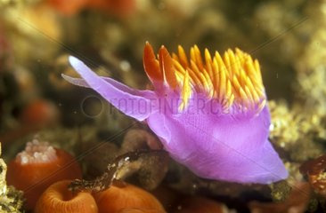 Coloured Nudibranch crawling on sea-bed California USA