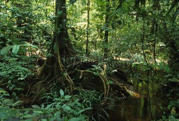 Contreforts d'un arbre en sous bois Guyane française