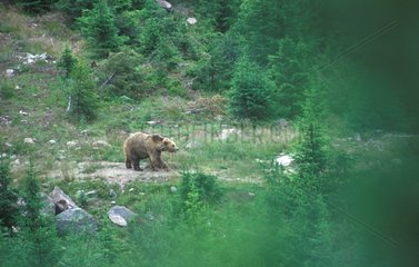 Brown Bear going on a small path Sweden