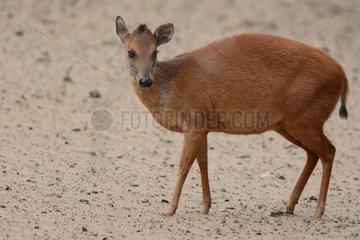 Natal Duiker (Cephalophus natalensis) male in a sandy clearing  Kruger  South Africa