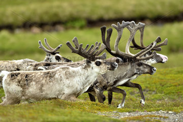 Reindeers walking in the tundra - Varanger Norway